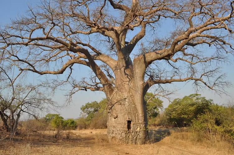 Maputo Tree Baobab Trees Trace The African Diaspora Across The Indian Ocean | The ...