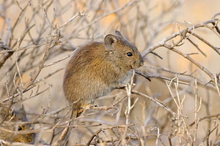 Some Solitary Mammals Have Surprisingly Social Lives: What I’ve Learned ...