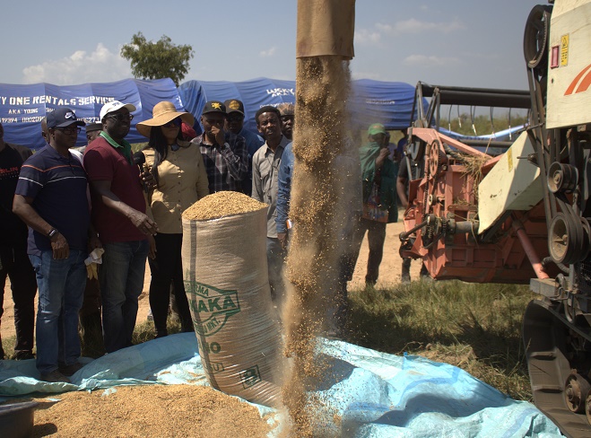 Edo Rice Fields NDDC Harvests Rice In Edo, Boosts Food Security | The Oasis Reporters